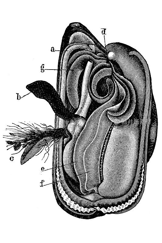 蓝贻贝(Mytilus edulis)，也被称为普通贻贝，